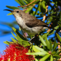 Dusky Sunbird